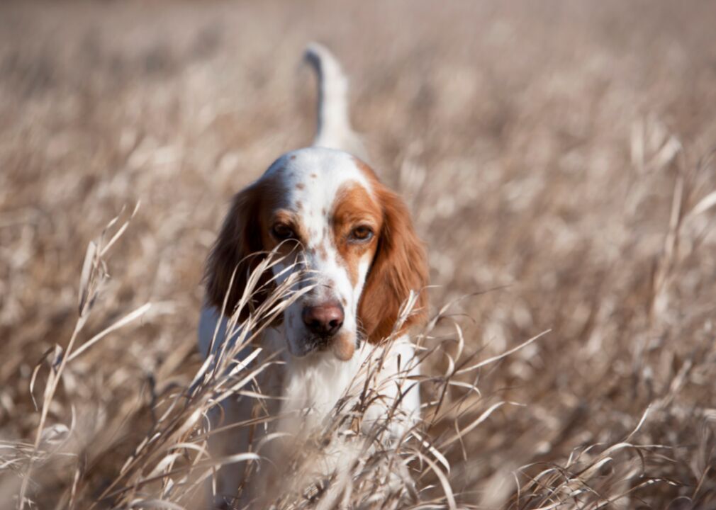 #56. English setter (tie)